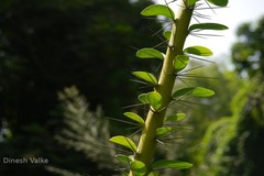 Pereskia grandiflora